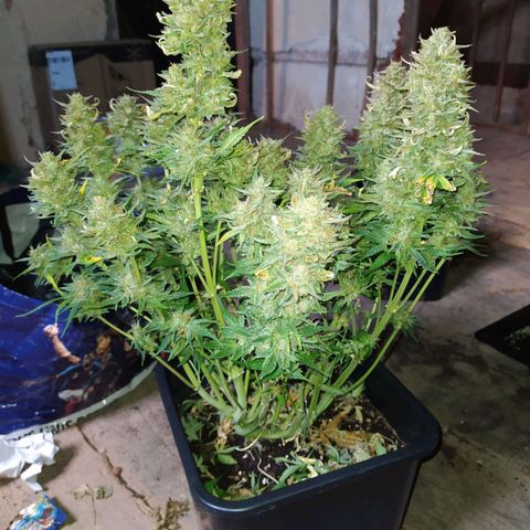 Gelato Auto #1 growlog timeline photo
