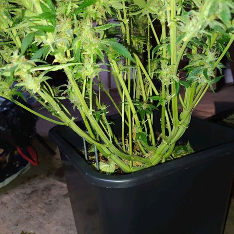Gelato Auto #1 growlog timeline photo