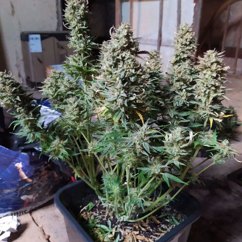 Gelato Auto #1 growlog timeline photo