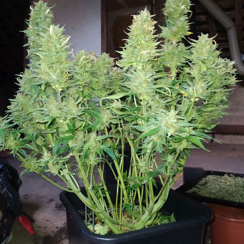Gelato Auto #1 growlog timeline photo