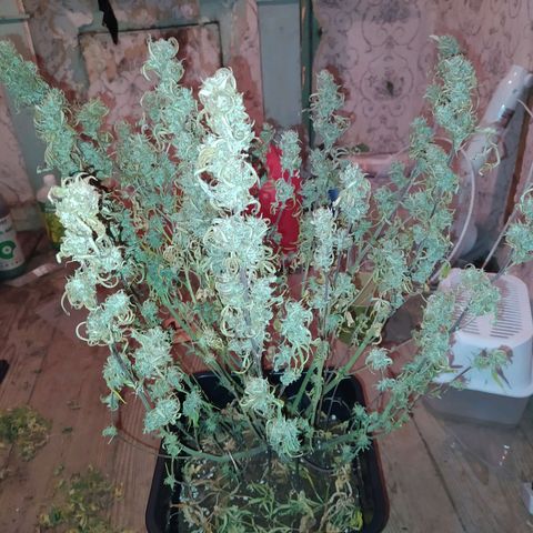 West Coast O.G. #2 growlog timeline photo