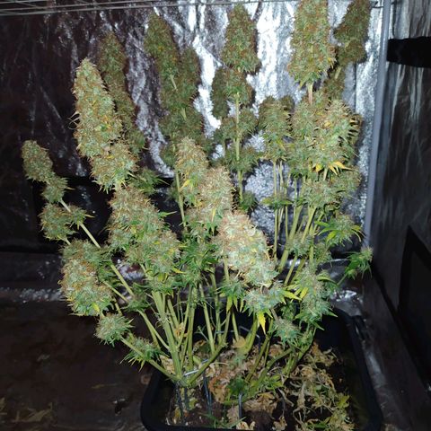 Gorilla Glue #2 growlog timeline photo