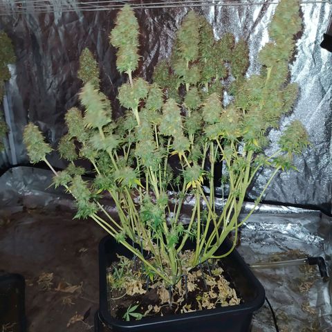 Gorilla Glue #2 growlog timeline photo