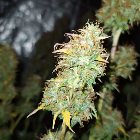 Gorilla Glue #2 growlog timeline photo