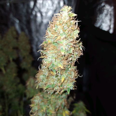 Gorilla Glue #2 growlog timeline photo
