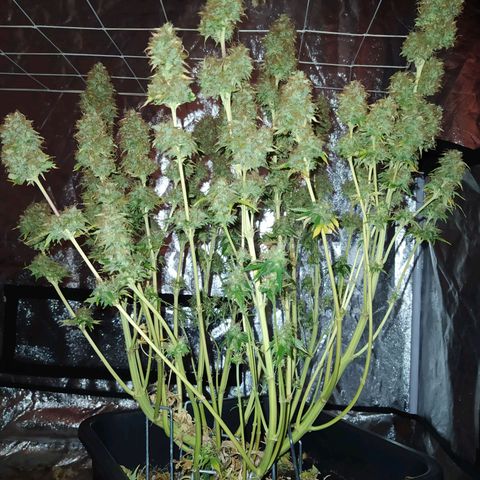 Gorilla Glue #2 growlog timeline photo