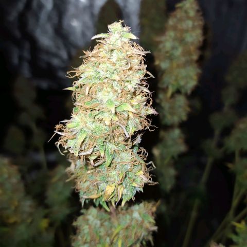 Gorilla Glue #2 growlog timeline photo