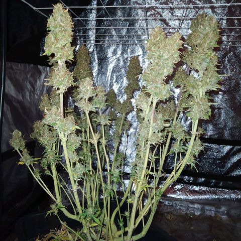 West Coast O.G. #1 growlog timeline photo