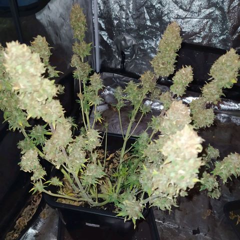 West Coast O.G. #1 growlog timeline photo