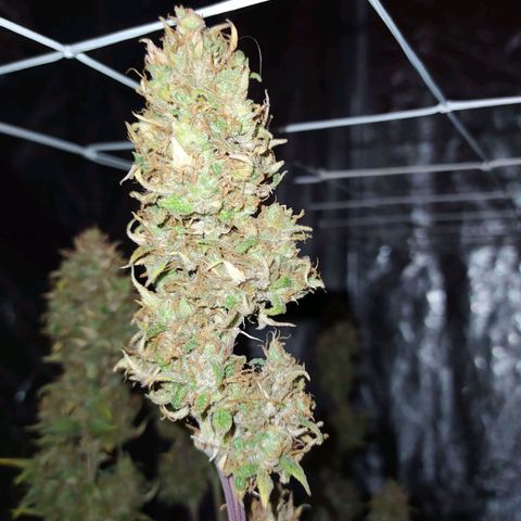 West Coast O.G. #1 growlog timeline photo