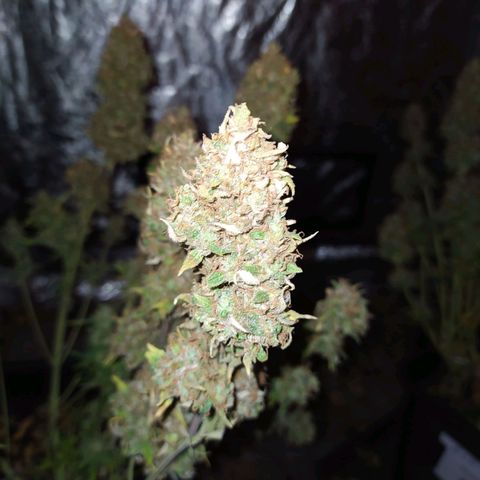 West Coast O.G. #1 growlog timeline photo