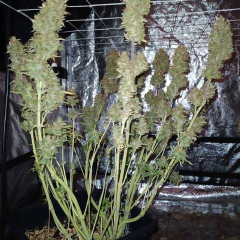 West Coast O.G. #1 growlog timeline photo