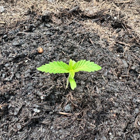 Early Skunk 10-15% Thc growlog timeline photo
