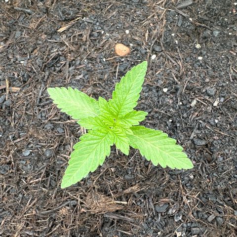 Early Skunk 10-15% Thc growlog timeline photo