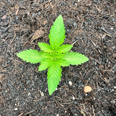 Early Skunk 10-15% Thc growlog timeline photo