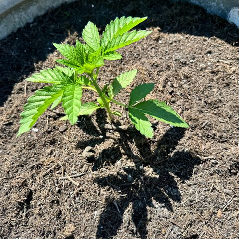 Early Skunk 10-15% Thc growlog timeline photo