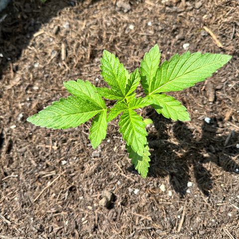 Early Skunk 10-15% Thc growlog timeline photo