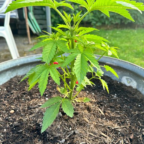 Early Skunk 10-15% Thc growlog timeline photo