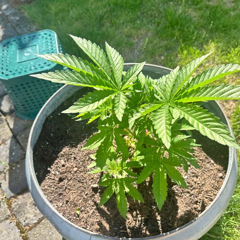 Early Skunk 10-15% Thc growlog timeline photo