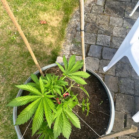 Early Skunk 10-15% Thc growlog timeline photo