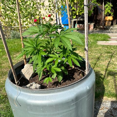 Early Skunk 10-15% Thc growlog timeline photo