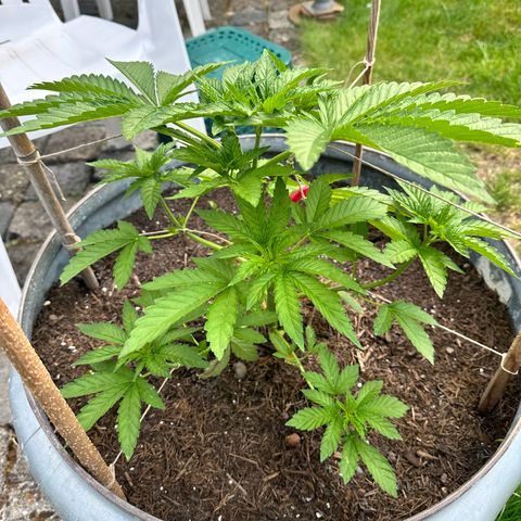 Early Skunk 10-15% Thc growlog timeline photo