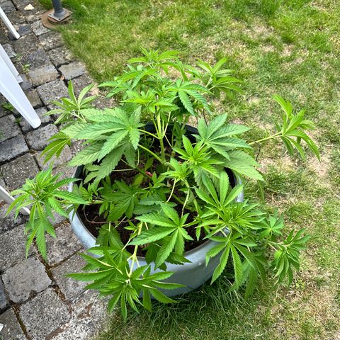 Early Skunk 10-15% Thc growlog timeline photo