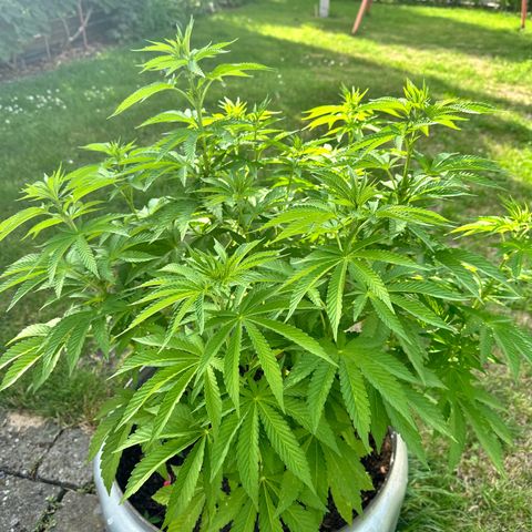 Early Skunk 10-15% Thc growlog timeline photo
