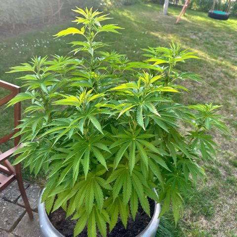 Early Skunk 10-15% Thc growlog timeline photo