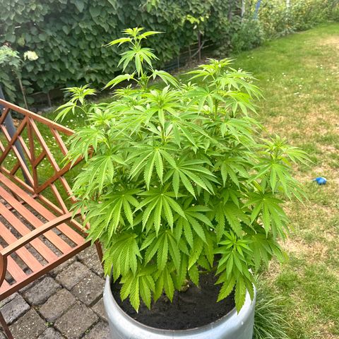 Early Skunk 10-15% Thc growlog timeline photo