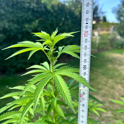 Early Skunk 10-15% Thc growlog timeline photo