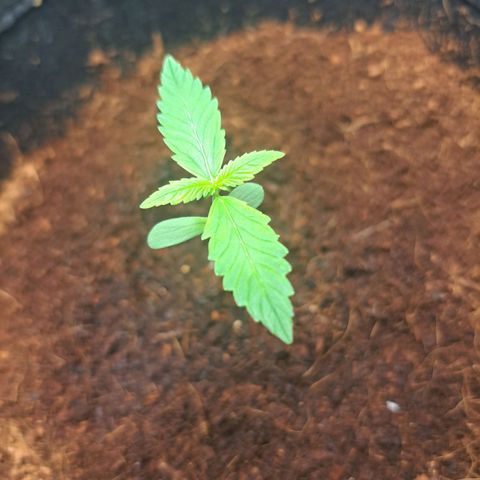 Bubble Kush Automatic growlog timeline photo
