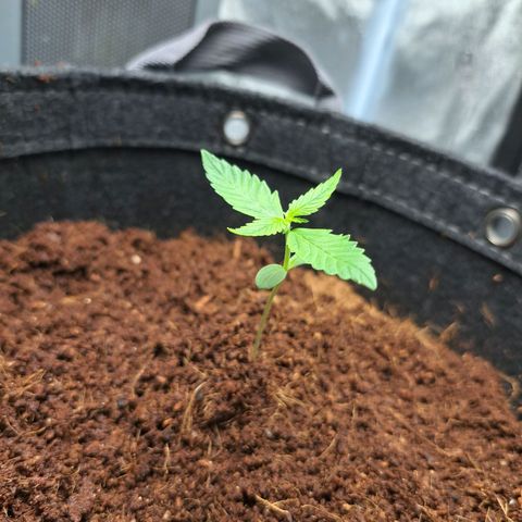 Bubble Kush Automatic growlog timeline photo