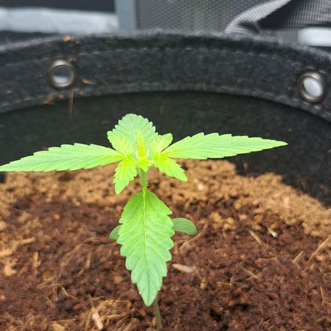 Bubble Kush Automatic growlog timeline photo