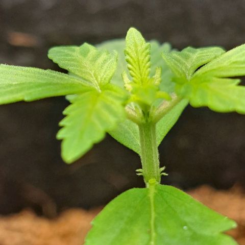 Bubble Kush Automatic growlog timeline photo