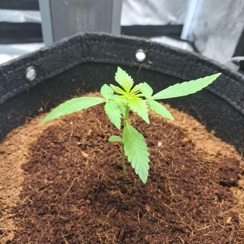 Bubble Kush Automatic growlog timeline photo