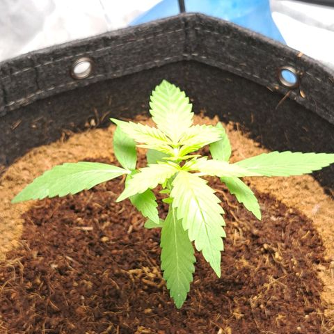Bubble Kush Automatic growlog timeline photo