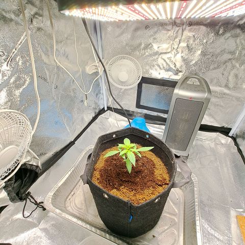 Bubble Kush Automatic growlog timeline photo