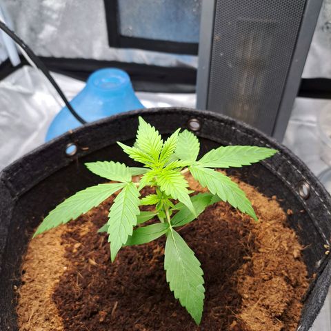 Bubble Kush Automatic growlog timeline photo
