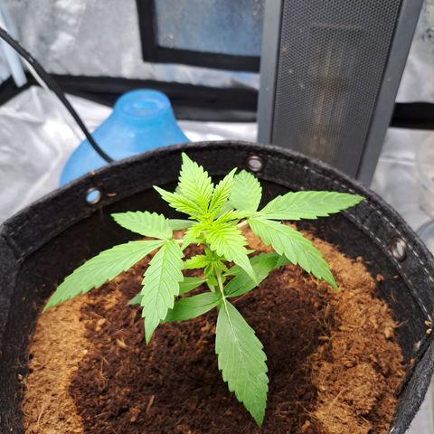 Bubble Kush Automatic growlog timeline photo