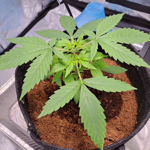 Bubble Kush Automatic growlog timeline photo