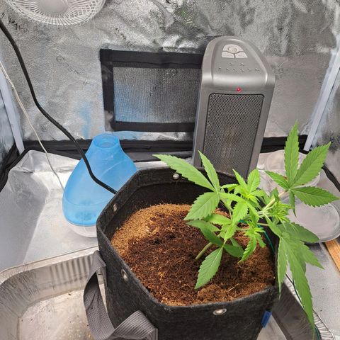 Bubble Kush Automatic growlog timeline photo