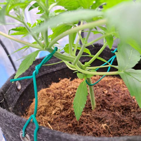 Bubble Kush Automatic growlog timeline photo