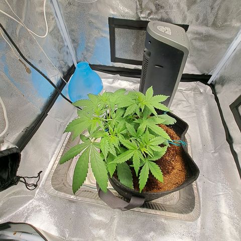 Bubble Kush Automatic growlog timeline photo