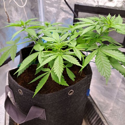 Bubble Kush Automatic growlog timeline photo
