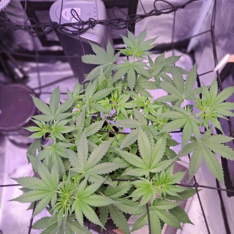 Bubble Kush Automatic growlog timeline photo