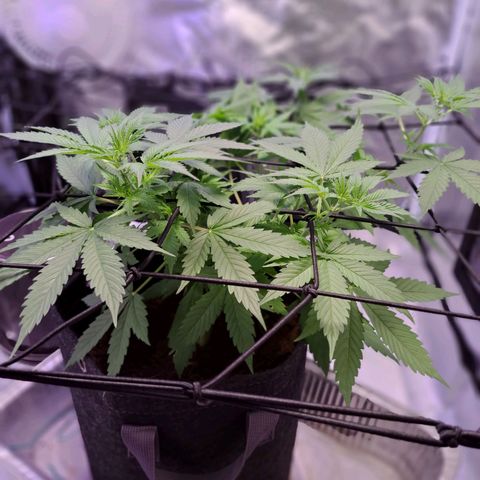 Bubble Kush Automatic growlog timeline photo