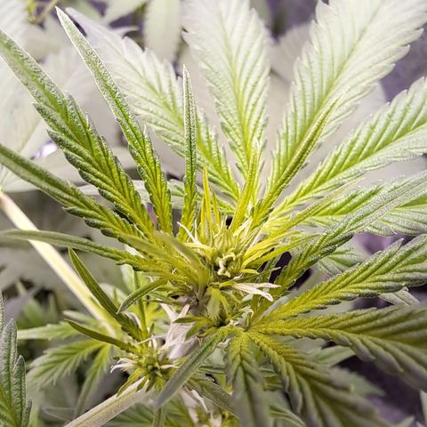 Bubble Kush Automatic growlog photo: Scrog!