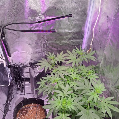 Bubble Kush Automatic growlog photo: Scrog!