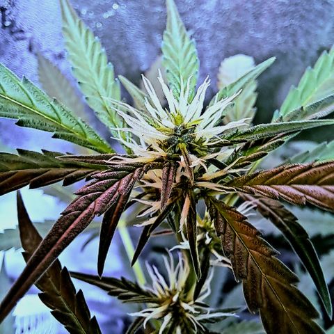 Bubble Kush Automatic growlog timeline photo
